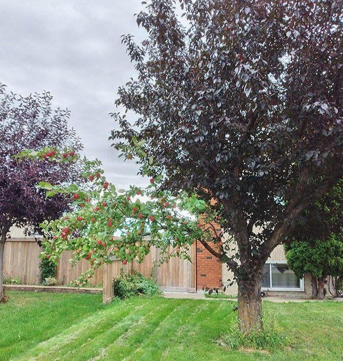 Una rama de manzano que crece en otro árbol