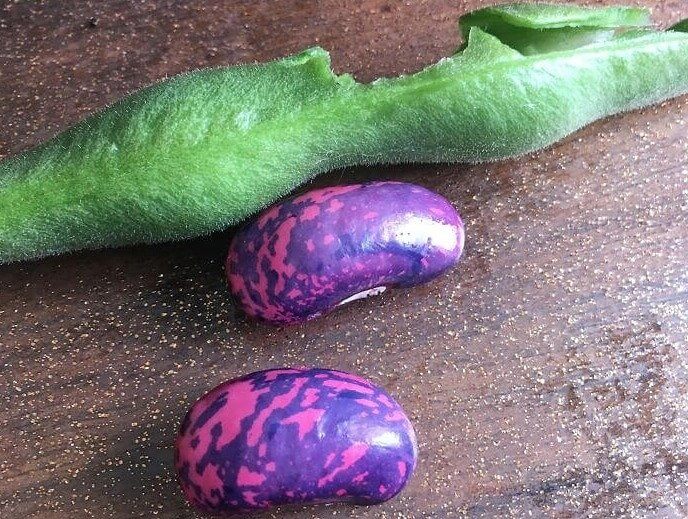 Alubias moradas y rosas