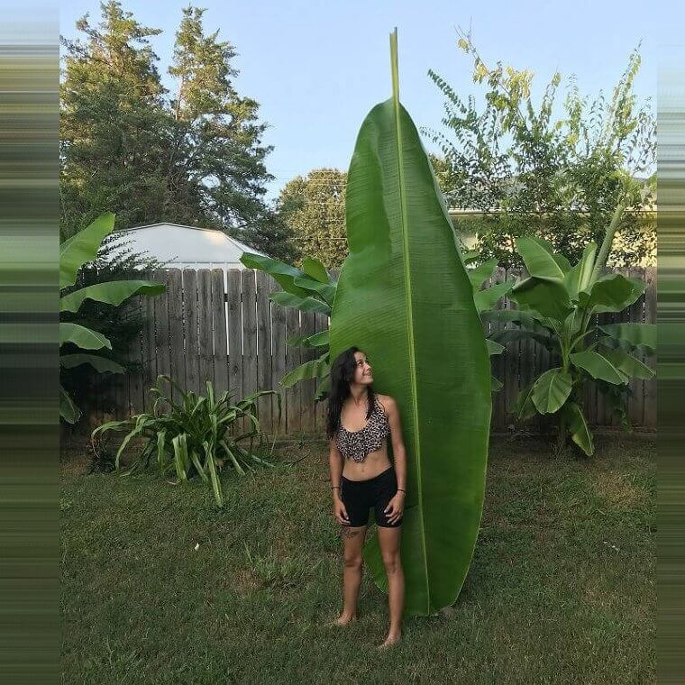 Una enorme hoja de palmera platanera