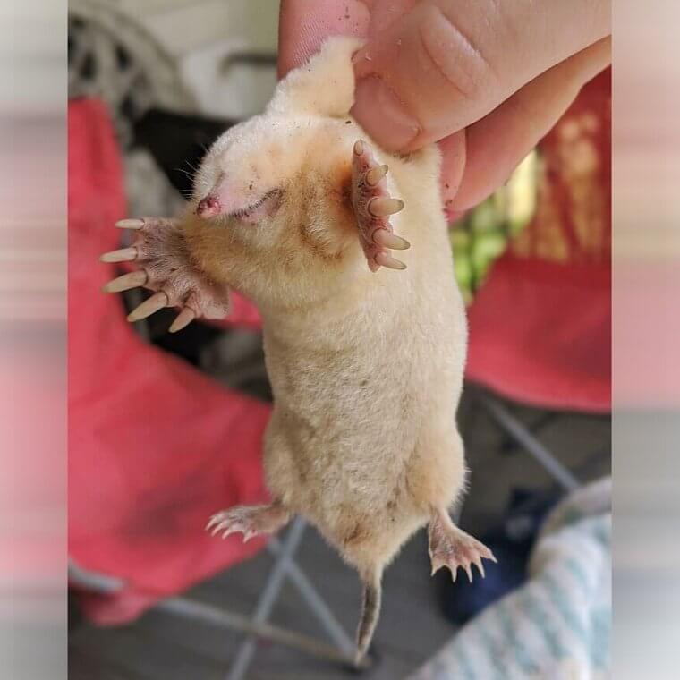 Un topo albino