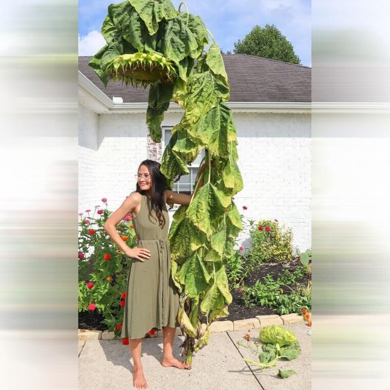Un girasol gigante