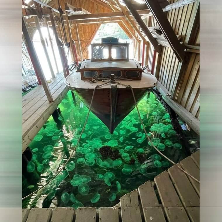 Medusa verde bajo un barco