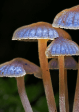 Alltägliche Menschen fingen seltene Momente mit der Kamera ein