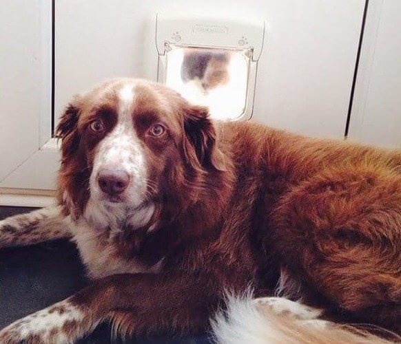 Peekaboo, the Cat Sees You!