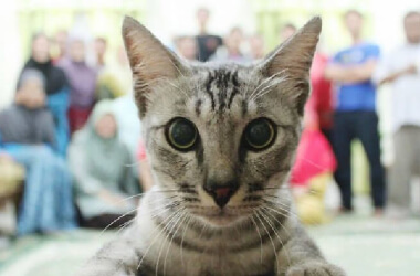 Hilarious Photobombs by Attention Sucker Dogs and Cats