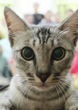 Hilarious Photobombs by Attention Sucker Dogs and Cats