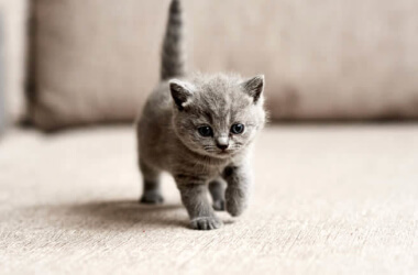 The Complete Guide To Kitten-Proofing Your Home