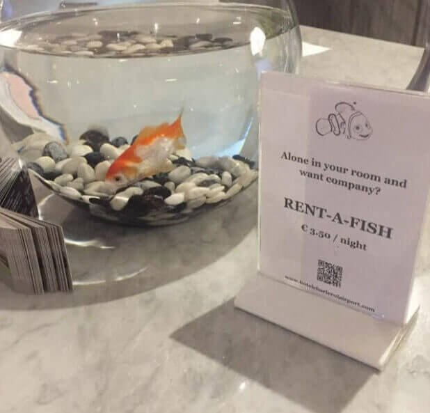Rent A Fish