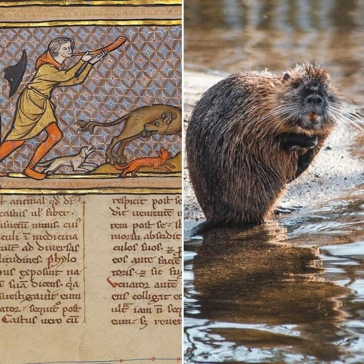 People Weren't Hesitant About Eating Beavers