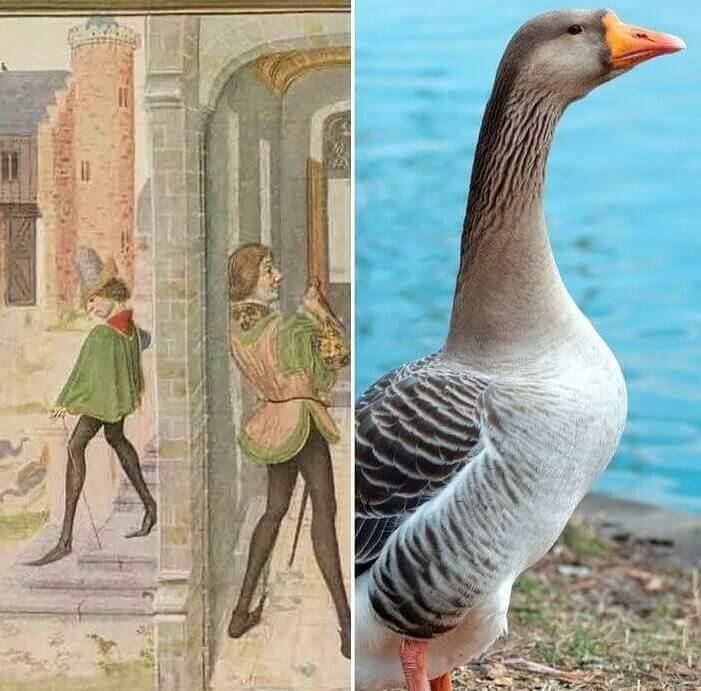 Domestic Birds Were More Popular Than Game