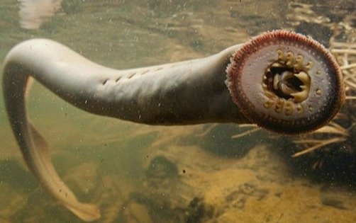 Lamprey Was A Common Middle Age Meal