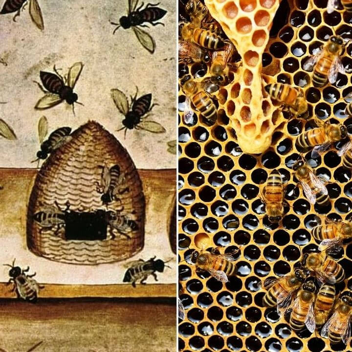 Honey Was An Important Middle Age Ingredient