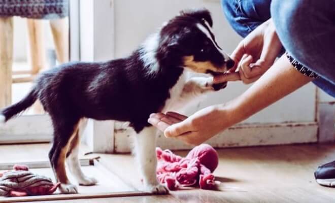 5 Mistakes That First-Time Puppy Owners Should Avoid