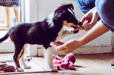 5 Mistakes That First-Time Puppy Owners Should Avoid