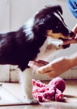 5 Mistakes That First-Time Puppy Owners Should Avoid