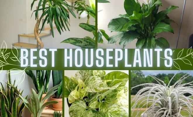 Best Houseplants For First-Time Plant Parents