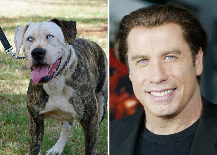 John Travolta Eyes Glued on a Dog's Face