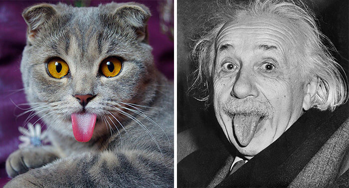 The Einstein Cat