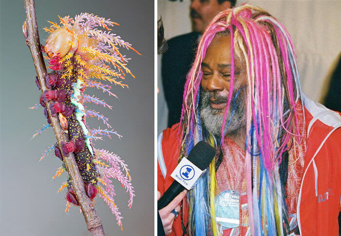 A Rainbow Caterpillar on George Clinton's Head