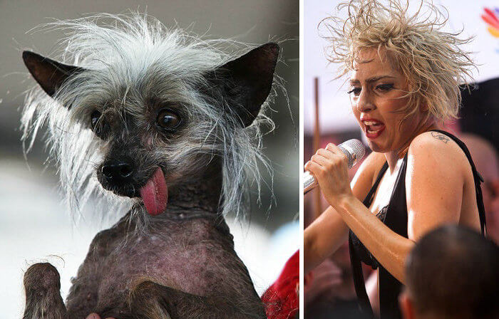 Chinese Crested Lady Gaga