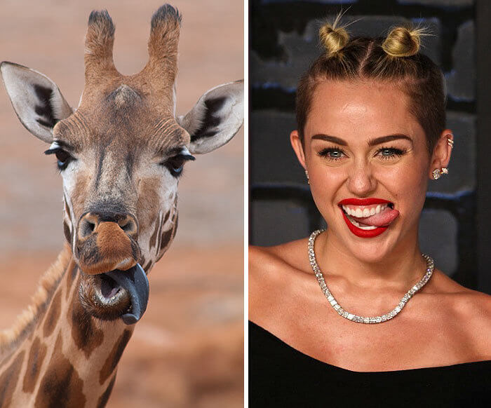 Miley Cyrus Looking at Silly as a Giraffe