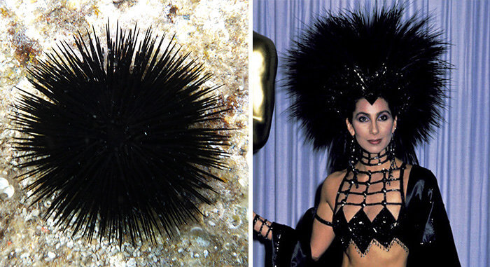 What Do Cher and a Sea Urchin Have in Common