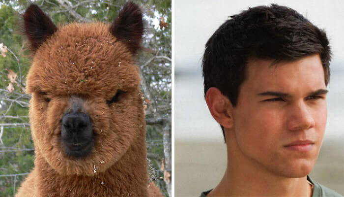 If Taylor Lautner Were an Alpaca