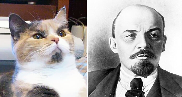 Lenin's True Cat Colors