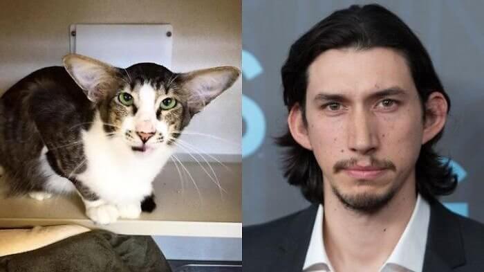 Adam Driver Found His Ear Match
