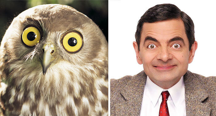 Whooo Has the Bigger Set of Eyes?
