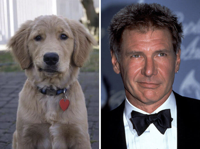 Harrison Ford and Puppy Smirk-Off
