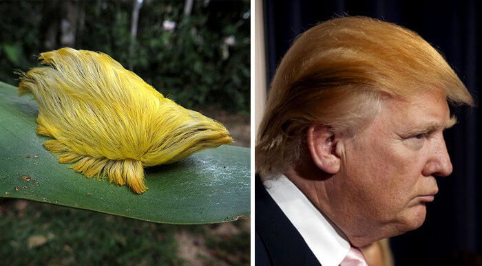 The Real Inspiration for Donald Trump's Hair