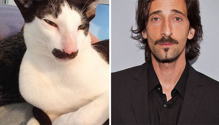 Adrien Brody's Facial Hair Copycat