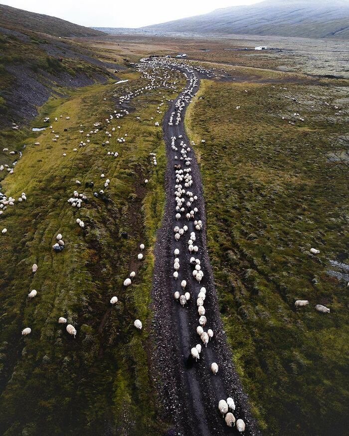 Iceland's Sheep Population Is More Than Double Its Human Population