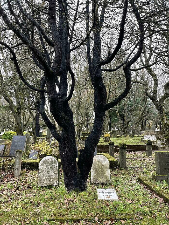 The Old Norse Tradition Where Trees Are Planted on Graves