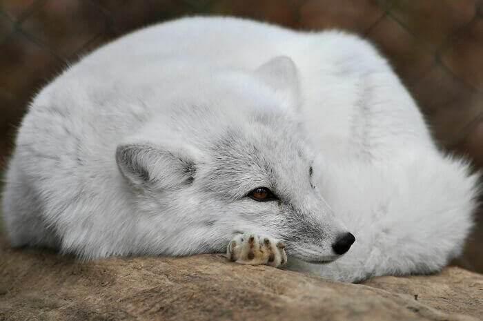 The Arctic Fox, Iceland’s Only Native Land Mammal