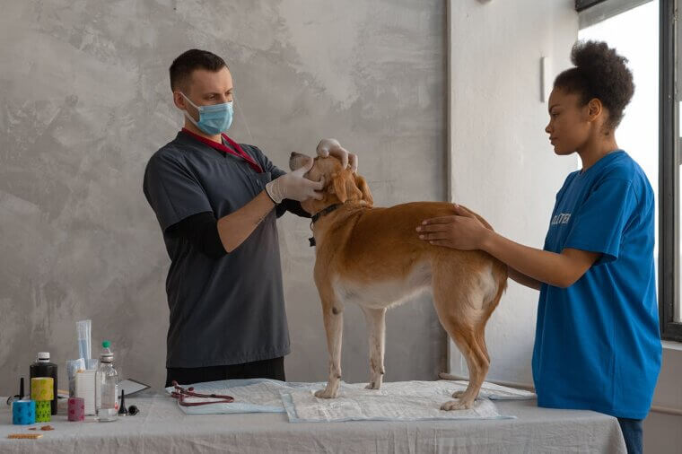 Initial Veterinary Exam