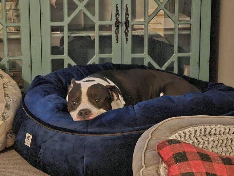 Pet Bed