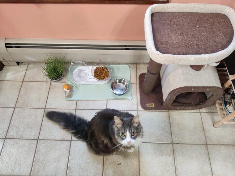 Food and Water Bowls