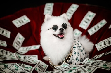 The True Cost of Owning a Pet in America