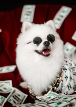 The True Cost of Owning a Pet in America
