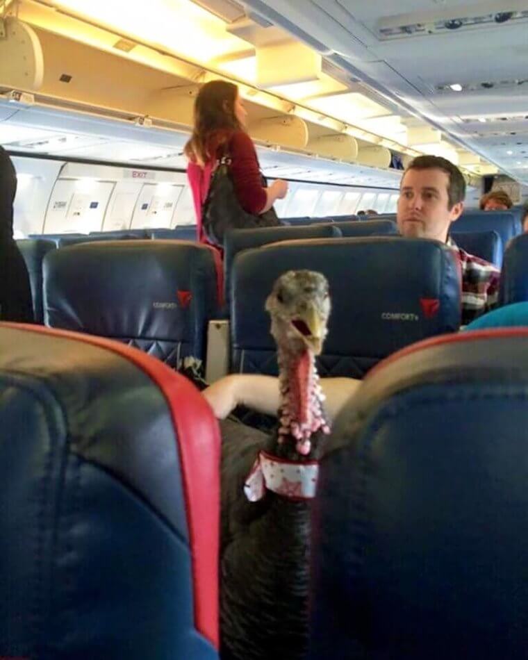 Who Let Thanksgiving Dinner On The Plane?!