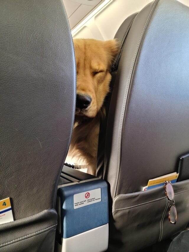 When Your Seat Neighbor Won't Stop Licking You