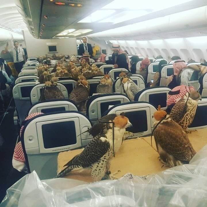 Instead Of Snakes On A Plane, We Present Falcons On A Plane