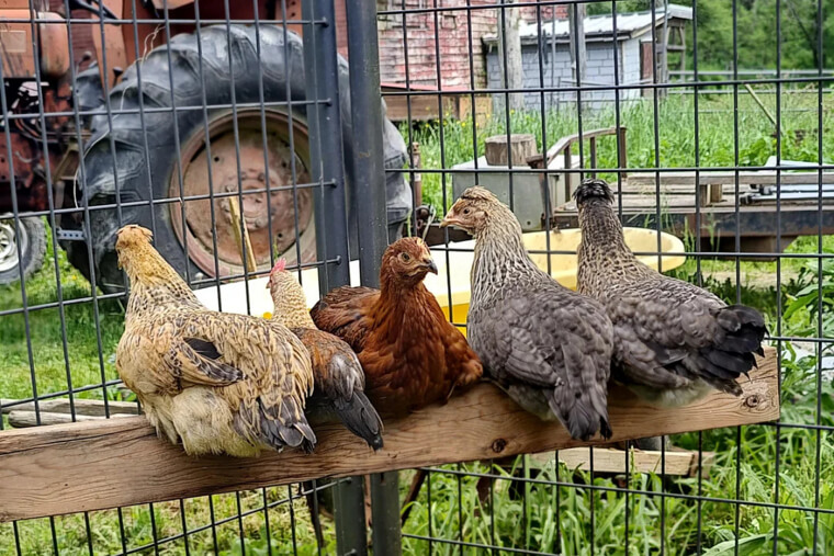 Raising Your Own Chickens