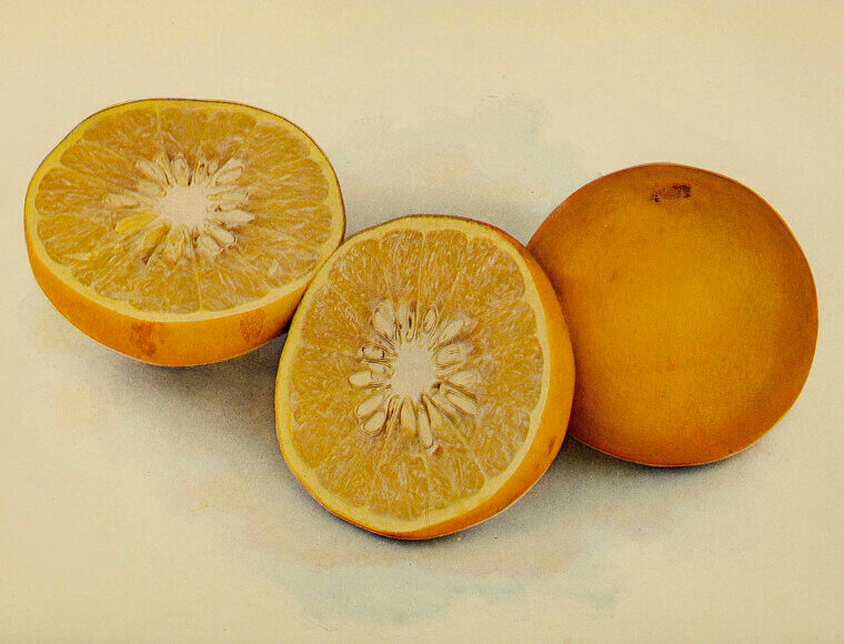 Scrub Your Grimy Bathtub With a Leftover Grapefruit Half