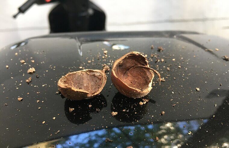 Toss Nut Shells Into Your Potted Plants for Better Drainage