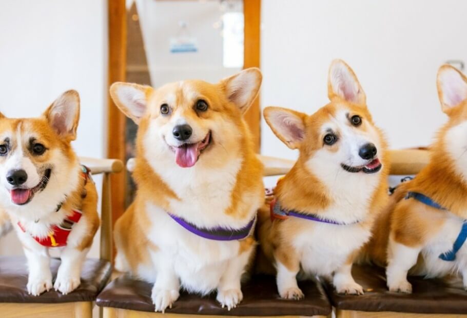 A Definitive Ranking of the 35 Cutest Dog Breeds for Every Household