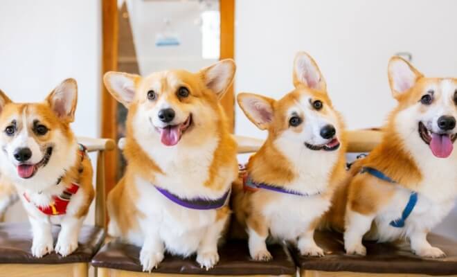 A Definitive Ranking of the 35 Cutest Dog Breeds for Every Household