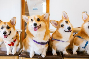 A Definitive Ranking of the 35 Cutest Dog Breeds for Every Household